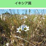 ヒメ日記 2025/06/29 19:08 投稿 工藤　藍 セレブショップ新宿（東京ハレ系）