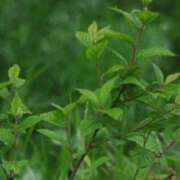 ヒメ日記 2025/07/01 21:21 投稿 工藤　藍 セレブショップ新宿（東京ハレ系）