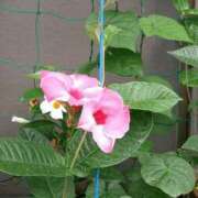 ヒメ日記 2025/07/07 08:16 投稿 工藤　藍 セレブショップ新宿（東京ハレ系）