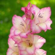 ヒメ日記 2025/07/16 08:14 投稿 工藤　藍 セレブショップ新宿（東京ハレ系）