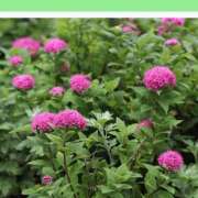 ヒメ日記 2025/07/25 08:14 投稿 工藤　藍 セレブショップ新宿（東京ハレ系）