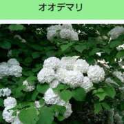 ヒメ日記 2025/08/06 08:09 投稿 工藤　藍 セレブショップ新宿（東京ハレ系）