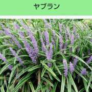 ヒメ日記 2025/09/04 20:26 投稿 工藤　藍 セレブショップ新宿（東京ハレ系）