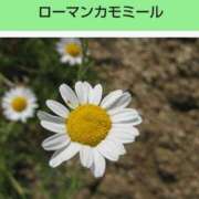 ヒメ日記 2025/09/08 08:17 投稿 工藤　藍 セレブショップ新宿（東京ハレ系）