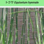 ヒメ日記 2025/09/19 08:17 投稿 工藤　藍 セレブショップ新宿（東京ハレ系）