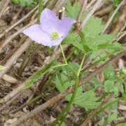 ヒメ日記 2025/09/21 21:21 投稿 工藤　藍 セレブショップ新宿（東京ハレ系）