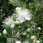 ヒメ日記 2025/09/24 08:17 投稿 工藤　藍 セレブショップ新宿（東京ハレ系）