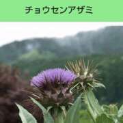 ヒメ日記 2025/09/26 08:15 投稿 工藤　藍 セレブショップ新宿（東京ハレ系）