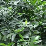 ヒメ日記 2025/10/24 08:14 投稿 工藤　藍 セレブショップ新宿（東京ハレ系）