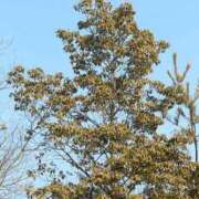 ヒメ日記 2025/10/26 21:02 投稿 工藤　藍 セレブショップ新宿（東京ハレ系）