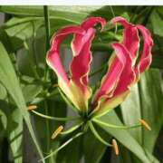 ヒメ日記 2025/11/06 19:32 投稿 工藤　藍 セレブショップ新宿（東京ハレ系）