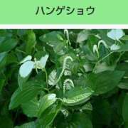 ヒメ日記 2025/11/10 08:17 投稿 工藤　藍 セレブショップ新宿（東京ハレ系）