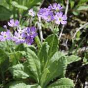 ヒメ日記 2025/11/18 20:04 投稿 工藤　藍 セレブショップ新宿（東京ハレ系）