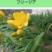 ヒメ日記 2025/11/19 08:09 投稿 工藤　藍 セレブショップ新宿（東京ハレ系）