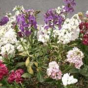 ヒメ日記 2025/11/20 21:01 投稿 工藤　藍 セレブショップ新宿（東京ハレ系）