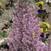 ヒメ日記 2025/11/21 08:17 投稿 工藤　藍 セレブショップ新宿（東京ハレ系）