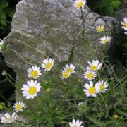 ヒメ日記 2025/11/30 20:10 投稿 工藤　藍 セレブショップ新宿（東京ハレ系）