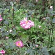 ヒメ日記 2025/12/01 08:12 投稿 工藤　藍 セレブショップ新宿（東京ハレ系）