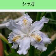 工藤　藍 [お題]from:たかっくさん セレブショップ新宿（東京ハレ系）