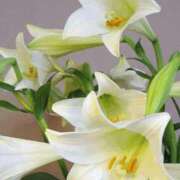 工藤　藍 [お題]from:村田さん セレブショップ新宿（東京ハレ系）