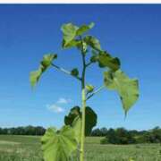 ヒメ日記 2025/12/15 08:14 投稿 工藤　藍 セレブショップ新宿（東京ハレ系）