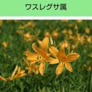 ヒメ日記 2025/12/28 21:39 投稿 工藤　藍 セレブショップ新宿（東京ハレ系）