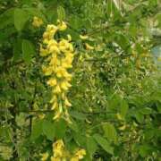 ヒメ日記 2026/01/18 21:03 投稿 工藤　藍 セレブショップ新宿（東京ハレ系）