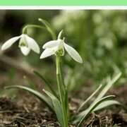 ヒメ日記 2026/01/19 08:13 投稿 工藤　藍 セレブショップ新宿（東京ハレ系）