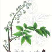 ヒメ日記 2026/01/29 21:51 投稿 工藤　藍 セレブショップ新宿（東京ハレ系）