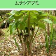 ヒメ日記 2026/01/30 08:11 投稿 工藤　藍 セレブショップ新宿（東京ハレ系）