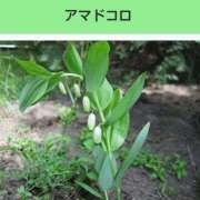 ヒメ日記 2026/02/15 20:35 投稿 工藤　藍 セレブショップ新宿（東京ハレ系）