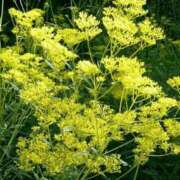 ヒメ日記 2026/02/26 21:22 投稿 工藤　藍 セレブショップ新宿（東京ハレ系）