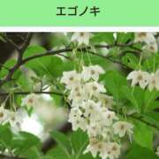 ヒメ日記 2026/03/01 20:54 投稿 工藤　藍 セレブショップ新宿（東京ハレ系）