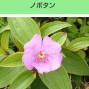 ヒメ日記 2026/03/13 08:17 投稿 工藤　藍 セレブショップ新宿（東京ハレ系）