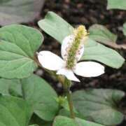 ヒメ日記 2026/03/15 20:13 投稿 工藤　藍 セレブショップ新宿（東京ハレ系）