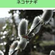 ヒメ日記 2026/03/16 08:13 投稿 工藤　藍 セレブショップ新宿（東京ハレ系）