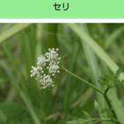 ヒメ日記 2026/04/10 08:14 投稿 工藤　藍 セレブショップ新宿（東京ハレ系）