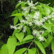 ヒメ日記 2026/04/16 22:30 投稿 工藤　藍 セレブショップ新宿（東京ハレ系）