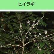 工藤　藍 [お題]from:ぴぴさん セレブショップ新宿（東京ハレ系）