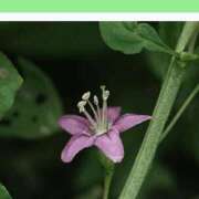 ヒメ日記 2026/04/20 08:11 投稿 工藤　藍 セレブショップ新宿（東京ハレ系）