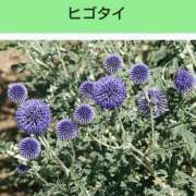 ヒメ日記 2026/05/07 20:18 投稿 工藤　藍 セレブショップ新宿（東京ハレ系）