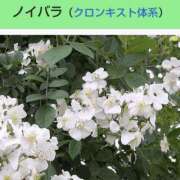 ヒメ日記 2026/05/10 21:09 投稿 工藤　藍 セレブショップ新宿（東京ハレ系）