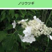 ヒメ日記 2026/05/14 21:15 投稿 工藤　藍 セレブショップ新宿（東京ハレ系）
