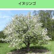 ヒメ日記 2026/06/11 21:33 投稿 工藤　藍 セレブショップ新宿（東京ハレ系）
