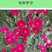 ヒメ日記 2026/07/20 08:16 投稿 工藤　藍 セレブショップ新宿（東京ハレ系）