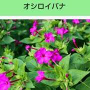 ヒメ日記 2026/10/04 21:01 投稿 工藤　藍 セレブショップ新宿（東京ハレ系）