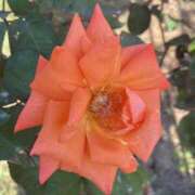 ヒメ日記 2025/07/13 14:09 投稿 のりか サンキュー福岡店