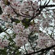 ヒメ日記 2025/04/25 10:15 投稿 吉成　ちなみ OLセレクション宇都宮店