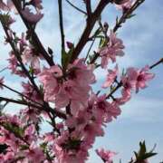 ヒメ日記 2026/04/09 00:01 投稿 相川 みく club eyes