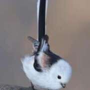 ヒメ日記 2026/01/16 12:52 投稿 かおり 鶯谷デリヘル倶楽部